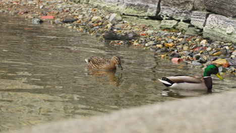 Ducks on the coast in Bellagio, Italy