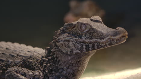caiman crocodillian perfil lateral en cámara lenta