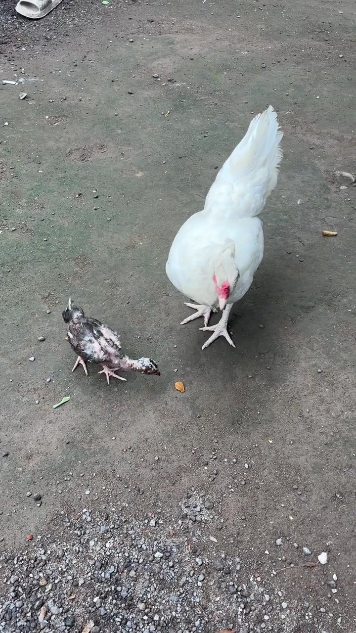 Ayam Betina Putih dan Anak Ayam Mencari Makan di Tanah