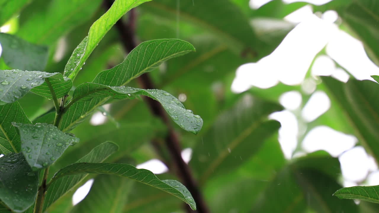 cerrar detalle de las gotas de lluvia cayendo sobre la hoja verde durante las fuertes lluvias monzónicas de verano