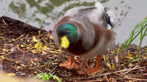 duck nimbly emerging from the water and splashing the water