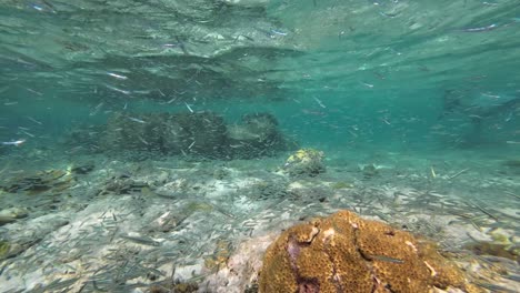cientos de especies marinas impresionantes peces y arrecifes de coral bajo el agua mar del caribe, los rocas