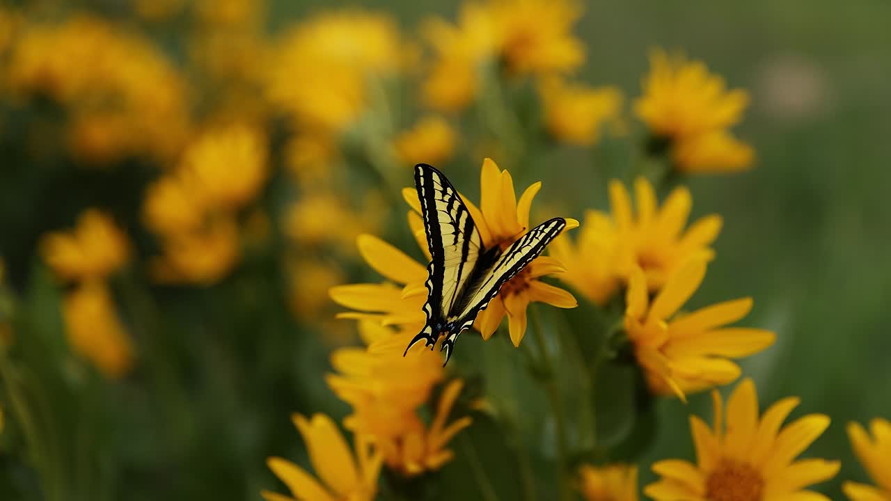 Splendido primo piano di farfalla macaone tigrata orientale su fiore giallo