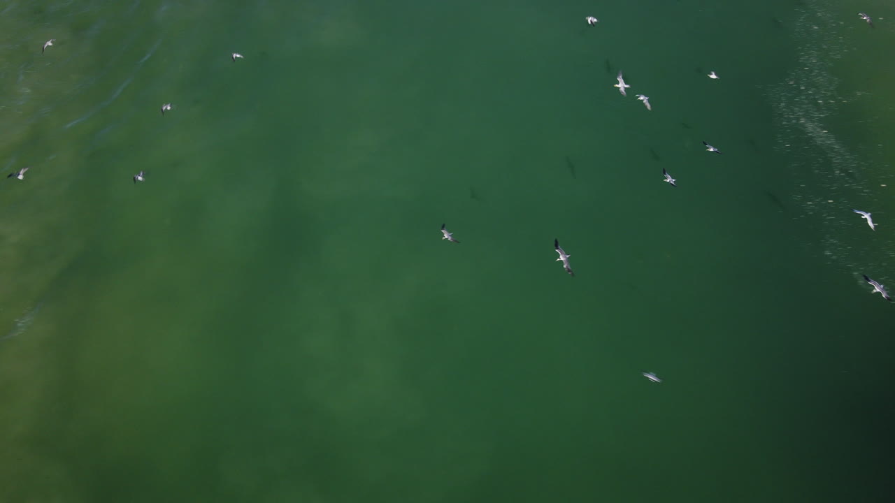 Aerial at river mouth on coastline with loads of seabirds below in flight