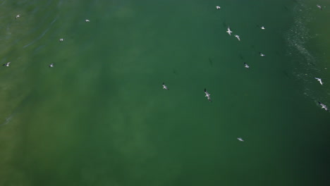 aerial at river mouth on coastline with loads of seabirds below in flight