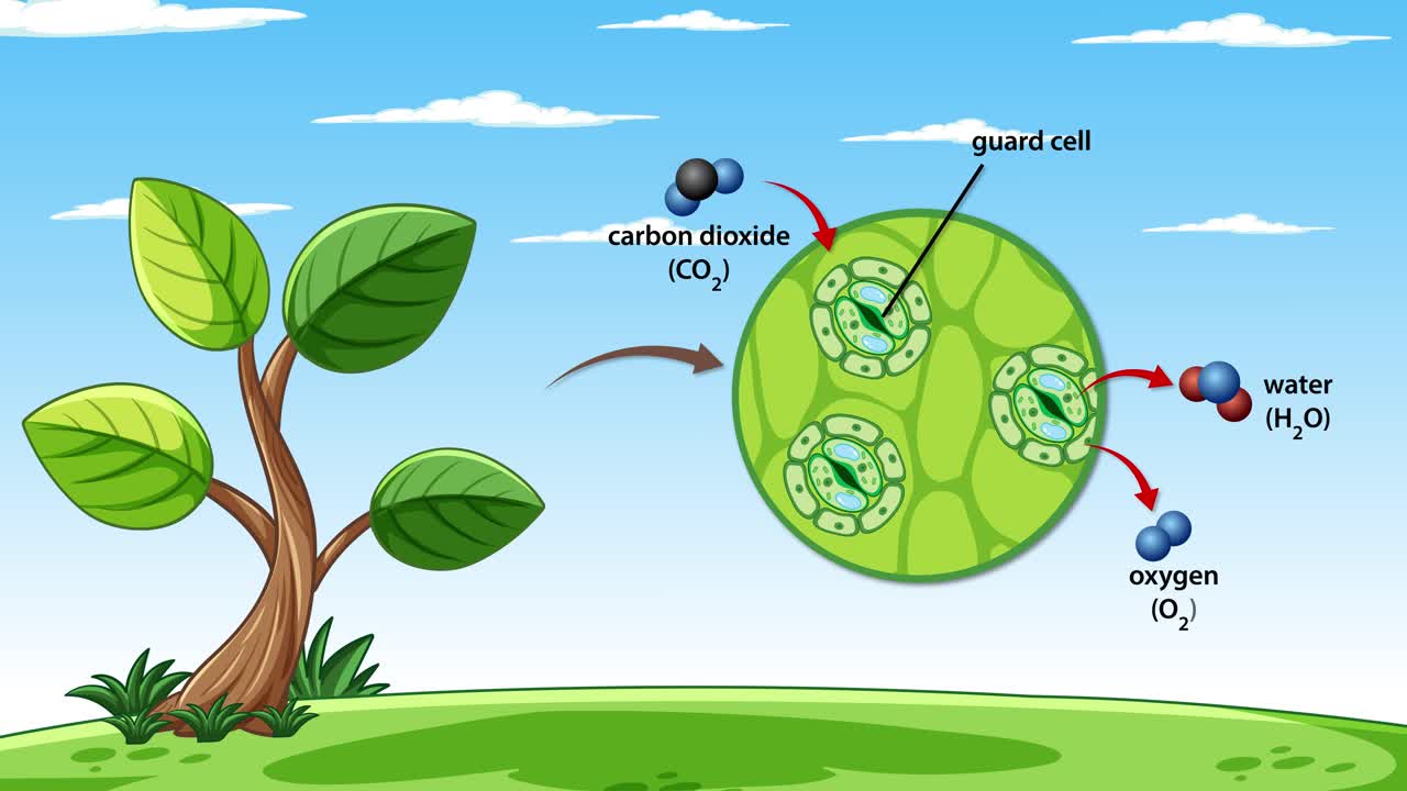 Animation illustrating gas exchange in plant stomata with carbon dioxide, oxygen, and water molecules
