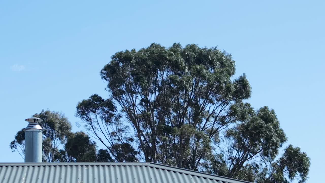 Tall Gum Trees Swaying In The Wind Behind Iron Corrugated Metal Roof With Chimney, Daytime Clear Blue Sky, Maffra, Gippsland, Victoria, Australia