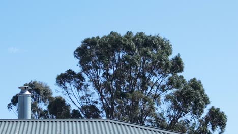 tall gum trees swaying in the wind behind iron corrugated metal roof with chimney, daytime clear blue sky, maffra, gippsland, victoria, australia