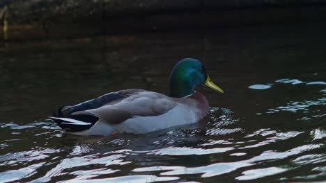 male duck swims in canal and joins female duck