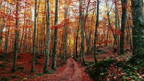 drone shot of a forest in autumn