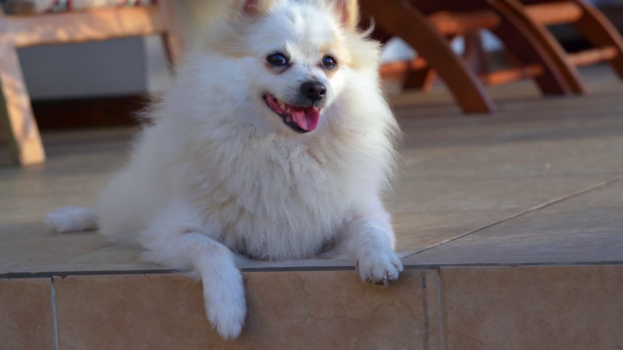 Single male white Pomeranian dog sitting on the veranda floor, Mahe Seychelles 24fps