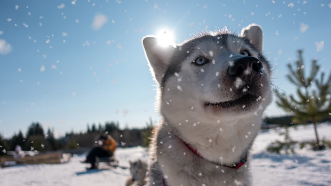눈이 내리는 아름다운 겨울의 은 날씨에서 허스키 개 초상화, 시네마그래프, 비디오 루프