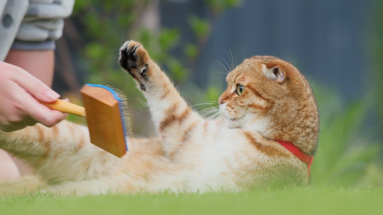 Il padrone dell'animale domestico pettina il pelo di un gatto rosso