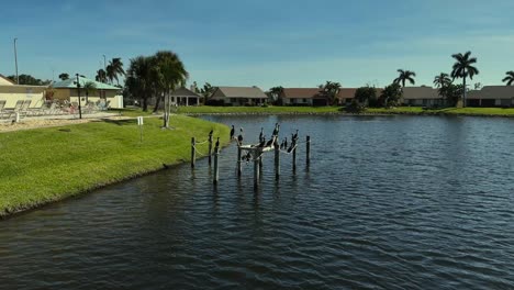 flock of birds hanging out by the club