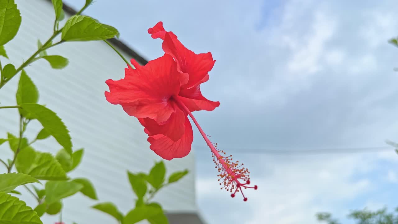 Fiore di ibisco rosso che ondeggia dolcemente al vento.