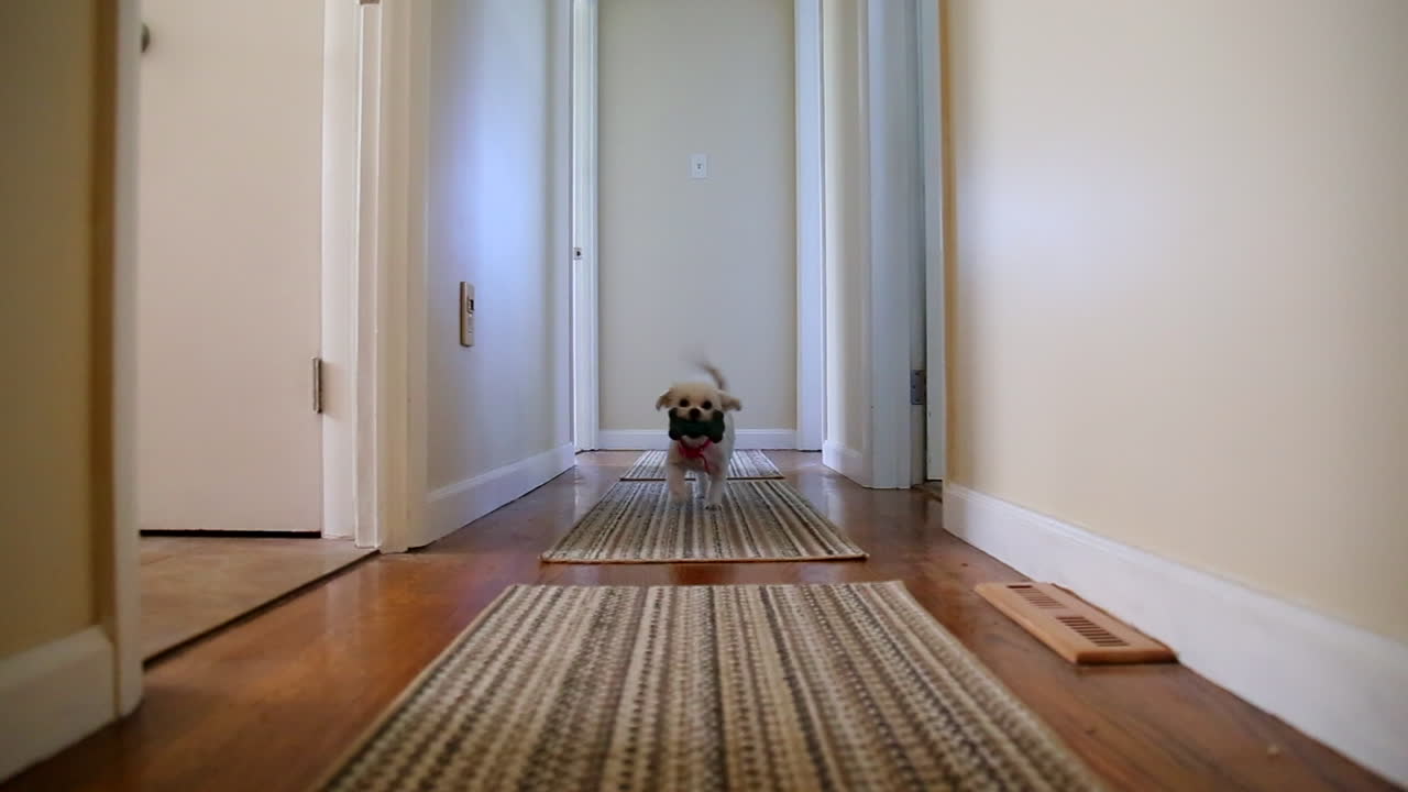 Un cagnolino corre lungo il corridoio per recuperare un giocattolo, giocando a riporto