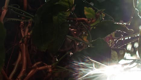 jungle in brazil, inside amazone rainforest flora