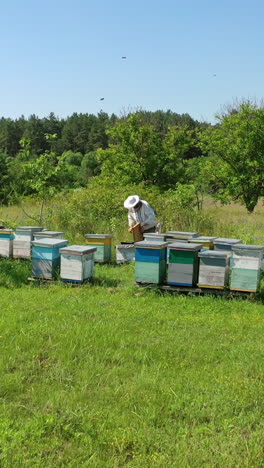 apiary among green nature. wooden beehives on the field. beekeeper working on a bees farm in sunny day. apiary concept. vertical video