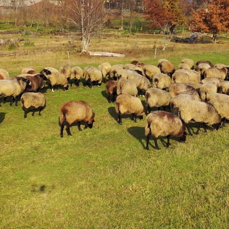 Herding sheep in sunny day. Group of beautiful domestic animals grazing on field among autumn nature. Sheep on pasture.