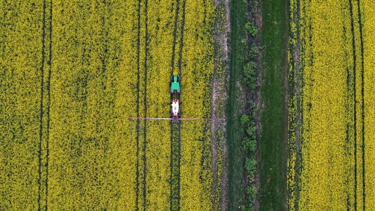 Drone establishing overview of rapeseed fields in golden evening sunlight