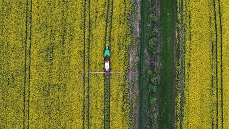 drone establishing overview of rapeseed fields in golden evening sunlight