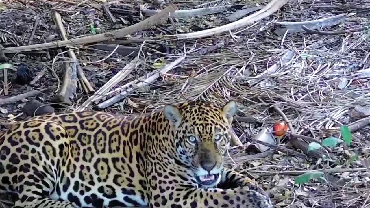 A jaguar lies on a bed of dry leaves on a bank of the Pantanal. Close-up shot