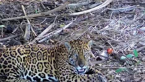 a jaguar lies on a bed of dry leaves on a bank of the pantanal. close-up shot