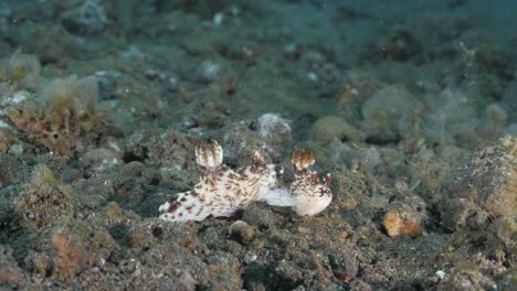 Observación-Marina-Del-Apareamiento-De-Nudibranquios-En-Un-Sistema-De-Arrecifes-Submarinos