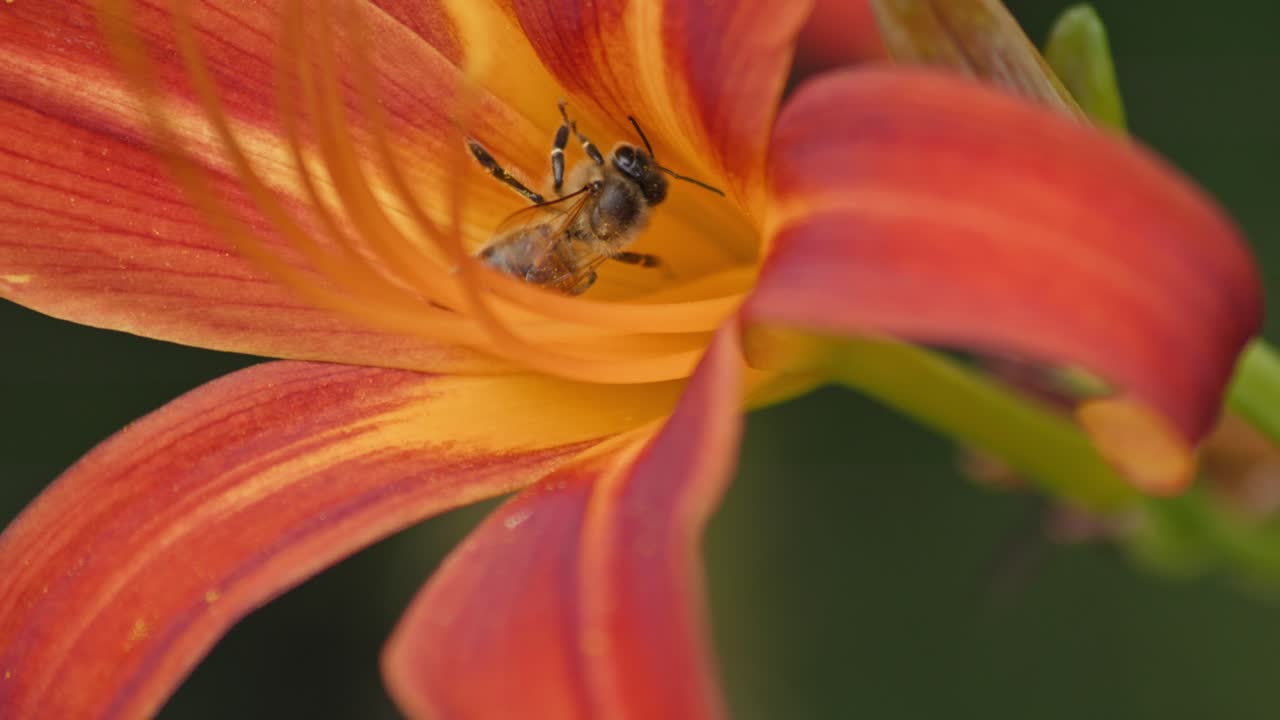 un primer plano de una abeja melífera polinizando una flor de naranja