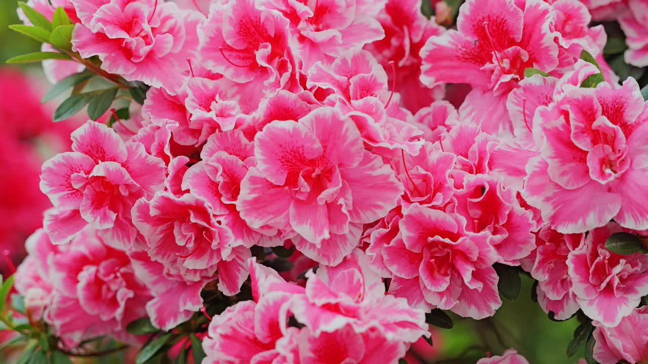 Clustered azalea blossoms in vivid tones radiate charm and floral intensity