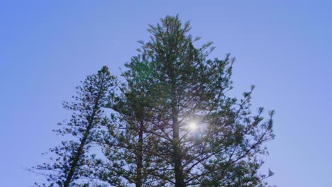 Sun-Flare-Through-The-Lush-Norfolk-Pine-Tree-In-Justins-Park-At-Burleigh-Heads---National-Trust-Trees-In-Gold-Coast,-Queensland,-Australia---low-angle-shot