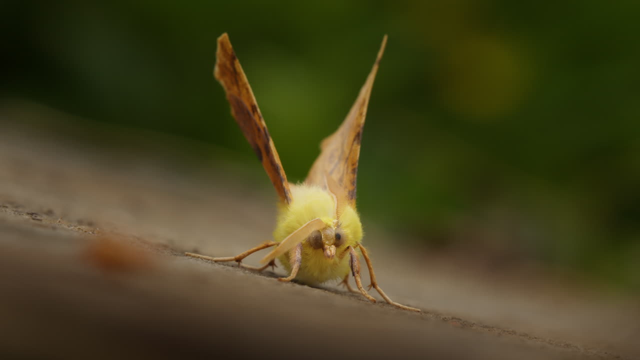 Canary-shouldered Thorn moth, Ennomos alniaria, outside in wind