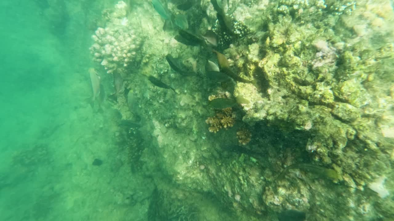 Fish graze on coral in clear waters, showcasing vibrant marine life and natural underwater beauty