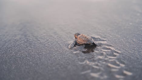 baby turtle resting and going for ocean water, back handheld view