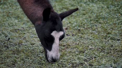 head of llama eating grass on meadow