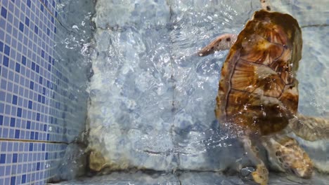 Top down of adult sea turtle at turtle conservation rehabilitation hatchery centre in Bali, Indonesia