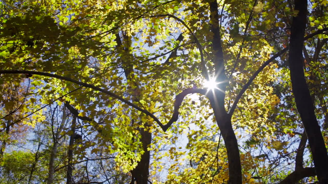 потоки солнечного света в густом лесу с кленовыми деревьями в осенний сезон