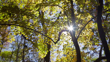 streaming sunlight in dense forest with maple trees during fall season