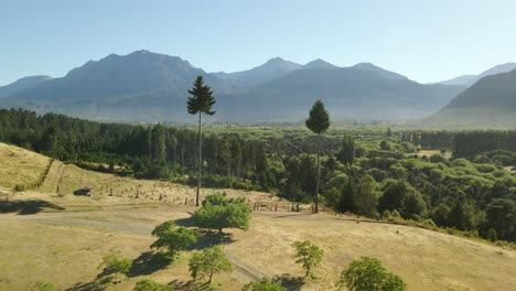 dolly entre dos pequeños pinos que se dirigen a un hermoso bosque con montañas al fondo, el valle de el hoyo, chubut, patagonia argentina