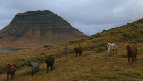 Caballos-Salvajes-Reunidos-Y-Galopando-En-La-Ladera-De-Una-Colina-En-Islandia-Montaña-Kirkjufell-Cerca-De-Grundarfjordour