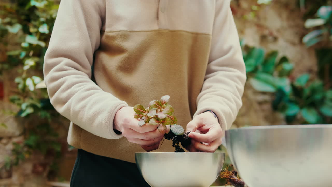 Person's Hands Gently Repotting a Small Green Plant