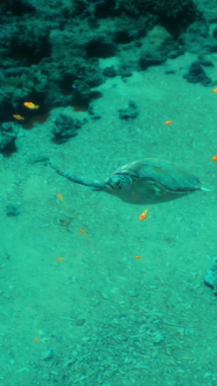 Underwater view of a ray gliding above sandy ocean floor during daytime