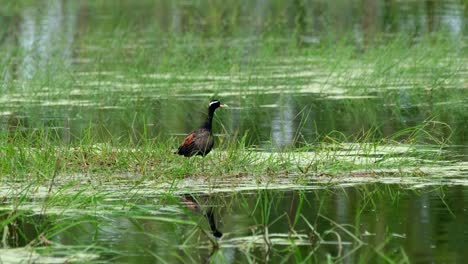 mirando hacia la derecha mientras se agacha para comer y de repente alarmado por algo mientras está en medio de un pantano, jacana de alas de bronce, metopidius indicus, pak pli, nakorn nayok, tailandia