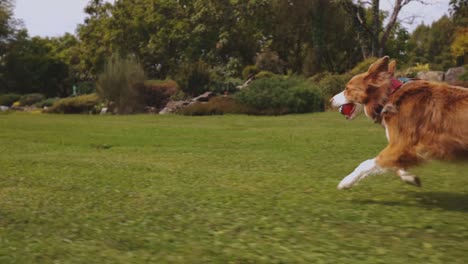 Brown-border-collie-dog-running-in-a-park-with-a-ball-in-slow-motion-on-a-bright-sunny-day