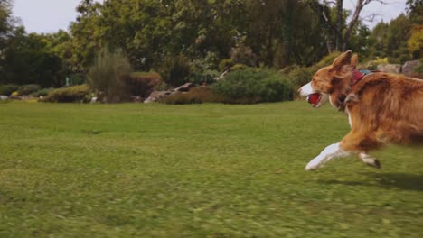 perro border collie marrón corriendo en un parque con una pelota en cámara lenta en un brillante día soleado