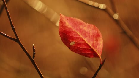 lluvia de otoño en primer plano