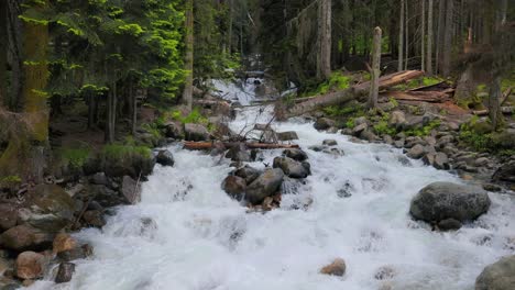 fiume di montagna nel bosco in slow motion. bellissimo paesaggio di fauna selvatica.