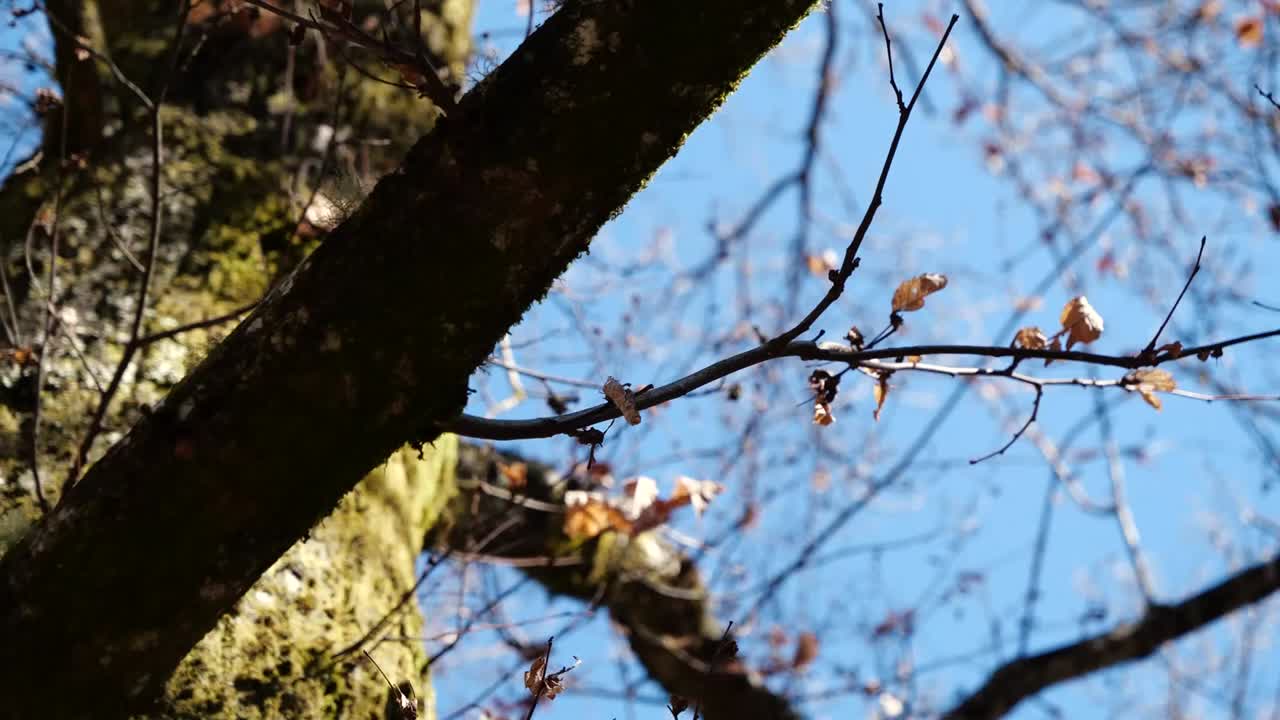 treetops on a sunny day