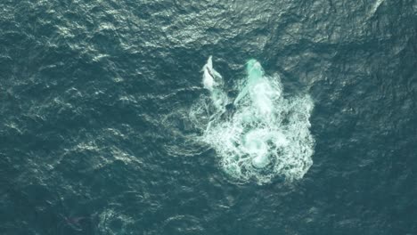 cinematic aerial footage of a mother and baby humpback whale swimming together upside down in calm blue ocean water, humpback whale with its calf playing and splashing around during migration