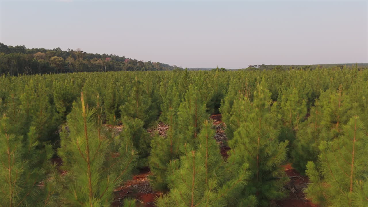 Drone moving over a thriving pine tree plantation, capturing rows of young trees in an expansive forested area.